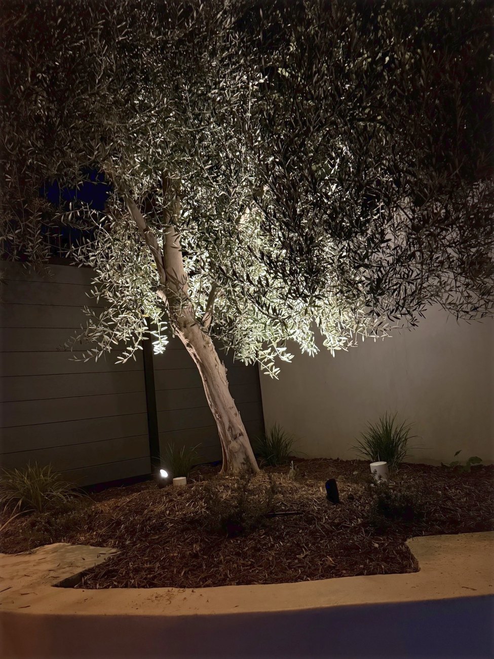 The olive tree, at night